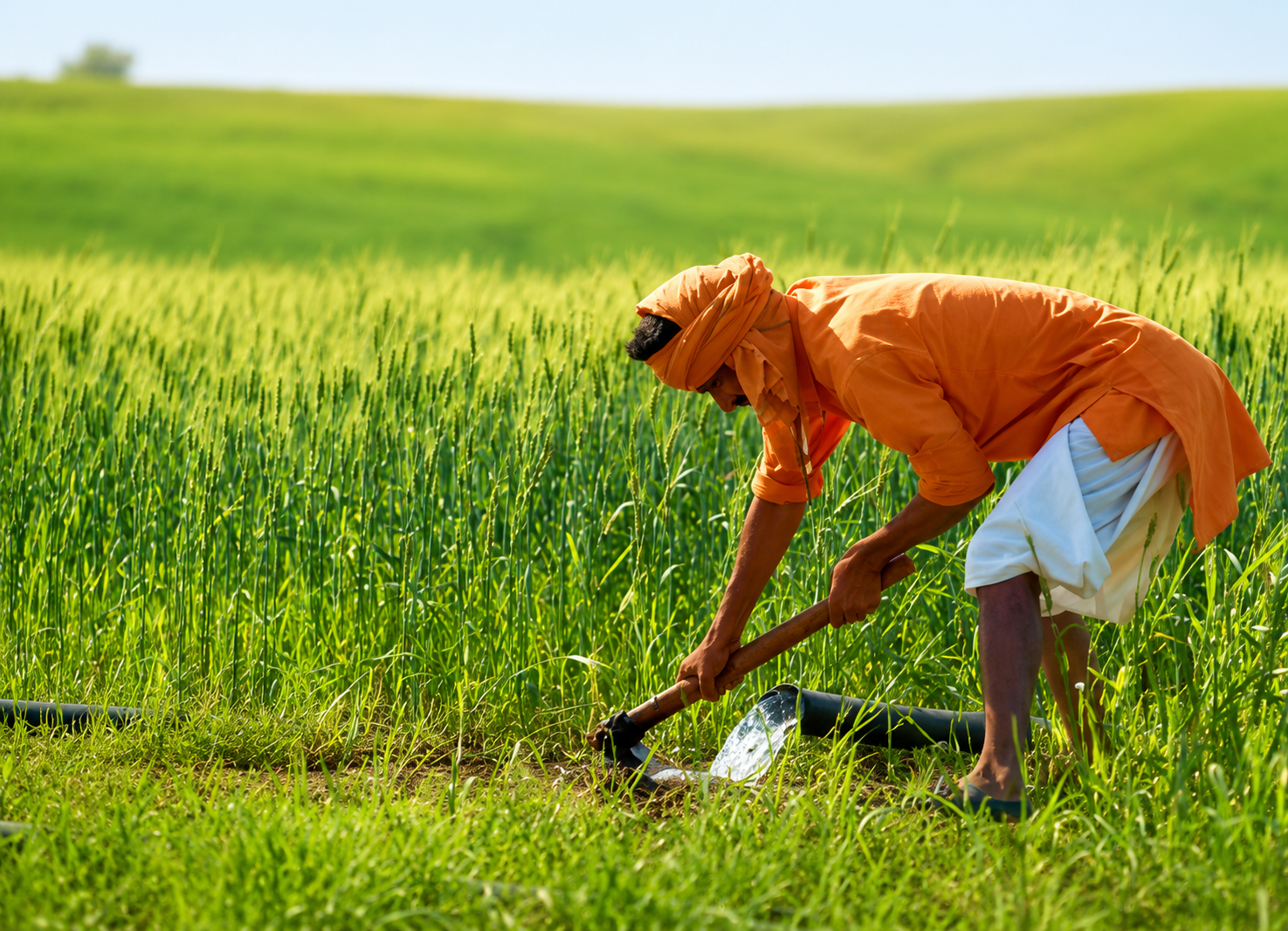 Farmer using a farm outlet in a wheat field at Machalpur village